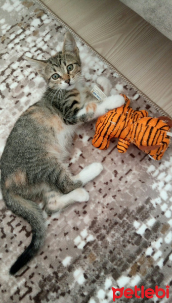 Tekir Kedi, Kedi  Sarı takke ve beyaz pati fotoğrafı