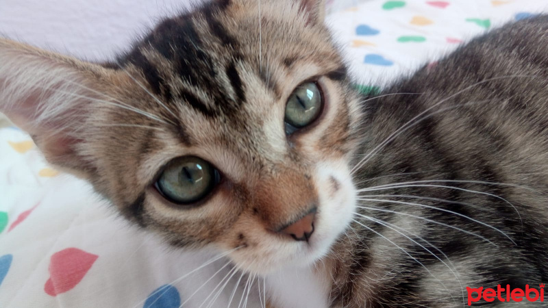 Tekir Kedi, Kedi  Sarı takke ve beyaz pati fotoğrafı
