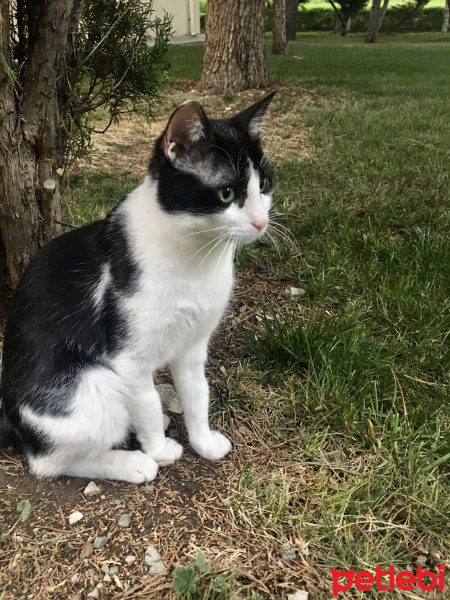 Tuxedo (Smokin) Kedi, Kedi  Pamuk şekeri fotoğrafı