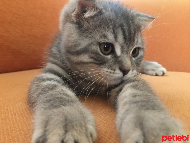 Scottish Fold, Kedi  simba fotoğrafı