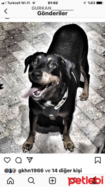 Rottweiler, Köpek  Arya fotoğrafı