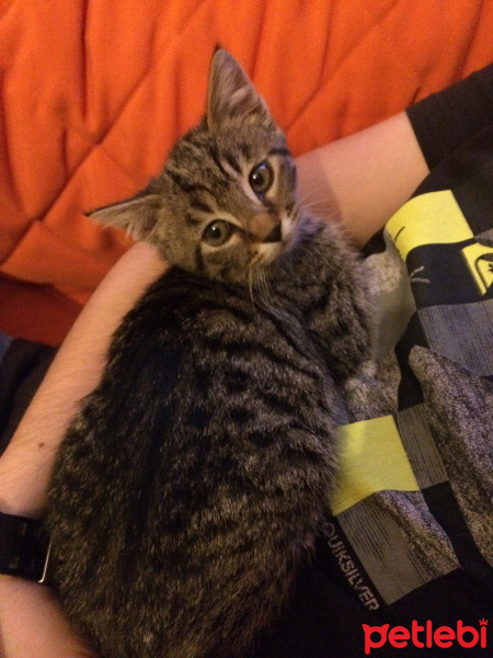 Tekir Kedi, Kedi  Narin fotoğrafı