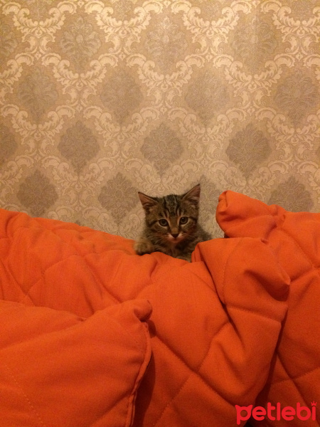 Tekir Kedi, Kedi  Narin fotoğrafı