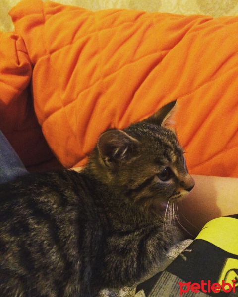 Tekir Kedi, Kedi  Narin fotoğrafı