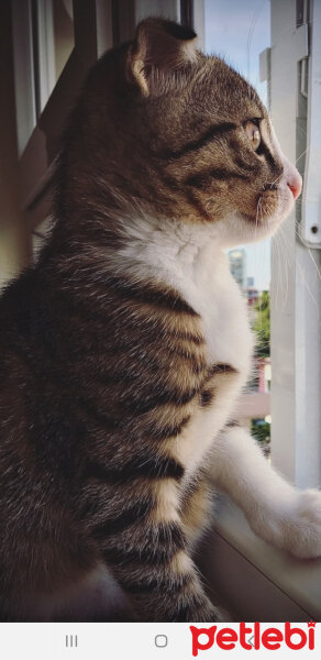 Scottish Fold, Kedi  Venüs can fotoğrafı