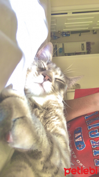 American Shorthair, Kedi  ollie fotoğrafı