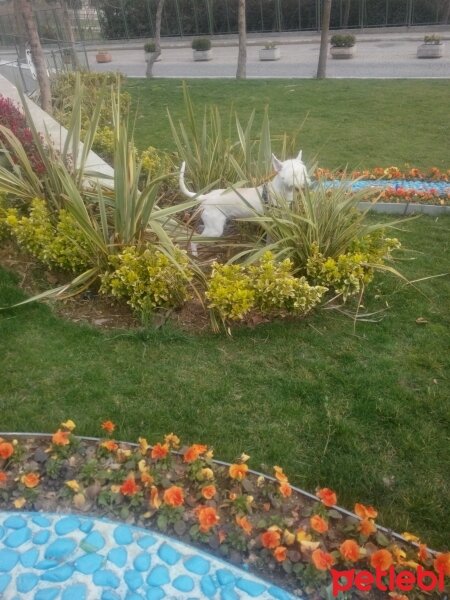 Sibirya Kurdu (Husky), Köpek  İce fotoğrafı