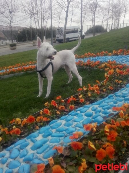 Sibirya Kurdu (Husky), Köpek  İce fotoğrafı