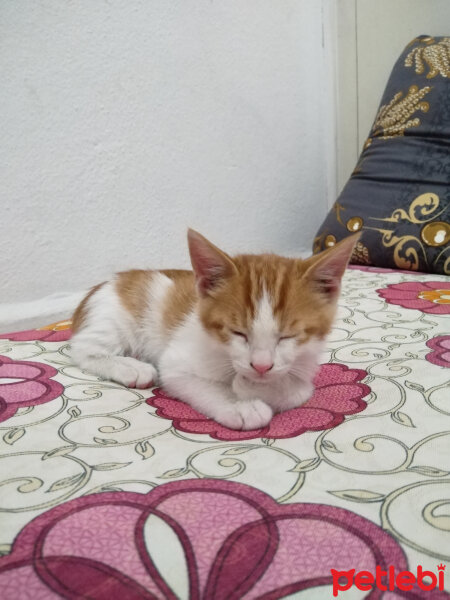 Tekir Kedi, Kedi  Bal fotoğrafı