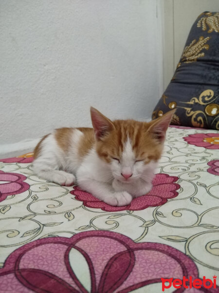 Tekir Kedi, Kedi  Bal fotoğrafı