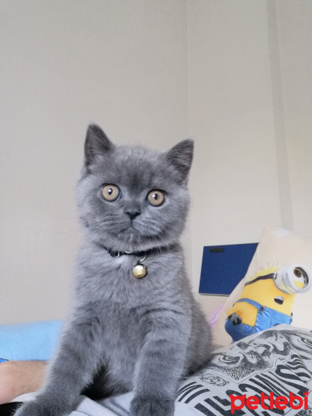 British Shorthair, Kedi  Bambam fotoğrafı