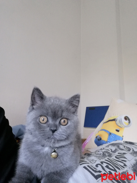 British Shorthair, Kedi  Bambam fotoğrafı