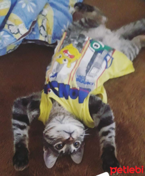 Tekir Kedi, Kedi  Duman fotoğrafı