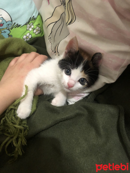 Tekir Kedi, Kedi  Müko fotoğrafı