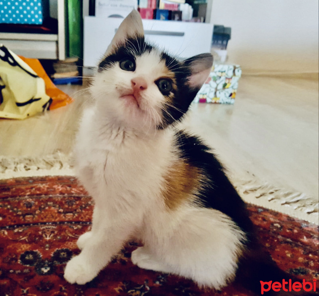 Tekir Kedi, Kedi  Müko fotoğrafı