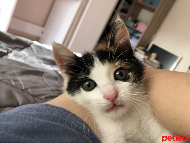 Tekir Kedi, Kedi  Müko fotoğrafı