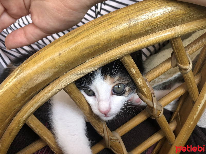 Tekir Kedi, Kedi  Müko fotoğrafı