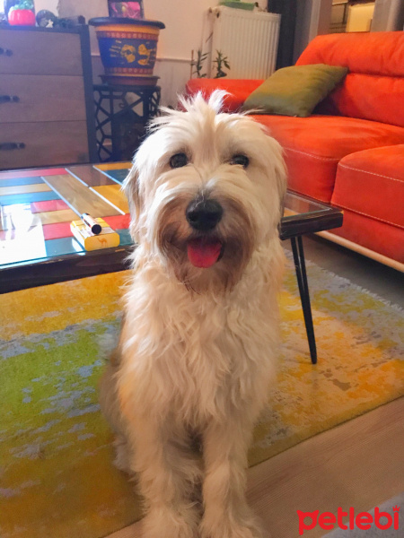 Maltese, Köpek  Kaktüs fotoğrafı