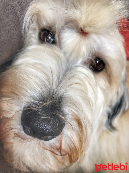 Maltese, Köpek  Kaktüs fotoğrafı