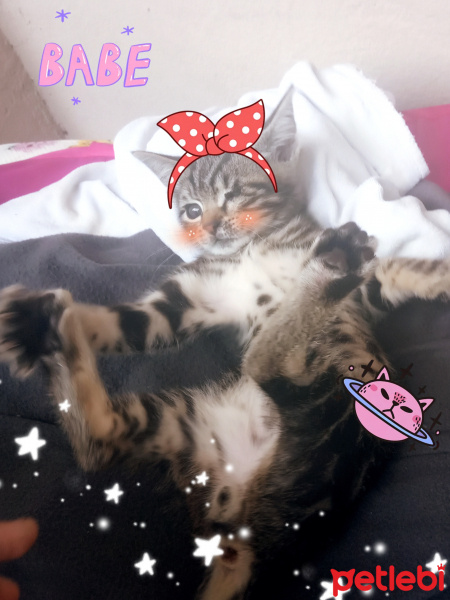 Tekir Kedi, Kedi  Şakir fotoğrafı