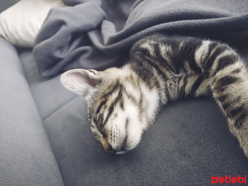 Tekir Kedi, Kedi  Şakir fotoğrafı