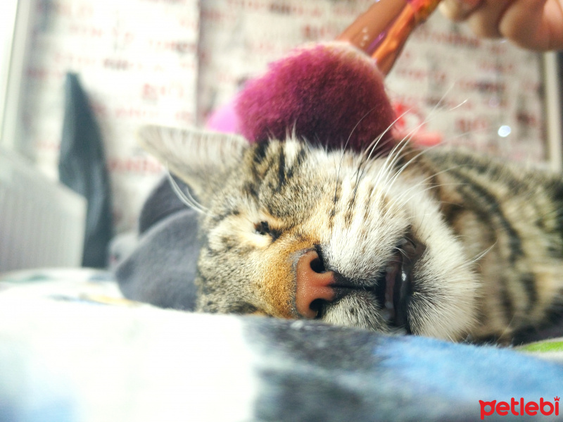 Tekir Kedi, Kedi  Şakir fotoğrafı