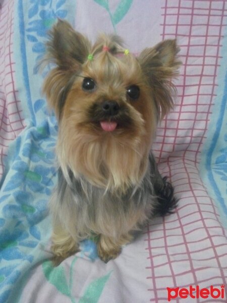 Yorkshire Terrier, Köpek  Jenny fotoğrafı