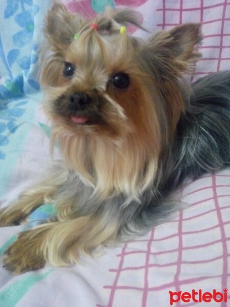 Yorkshire Terrier, Köpek  Jenny fotoğrafı