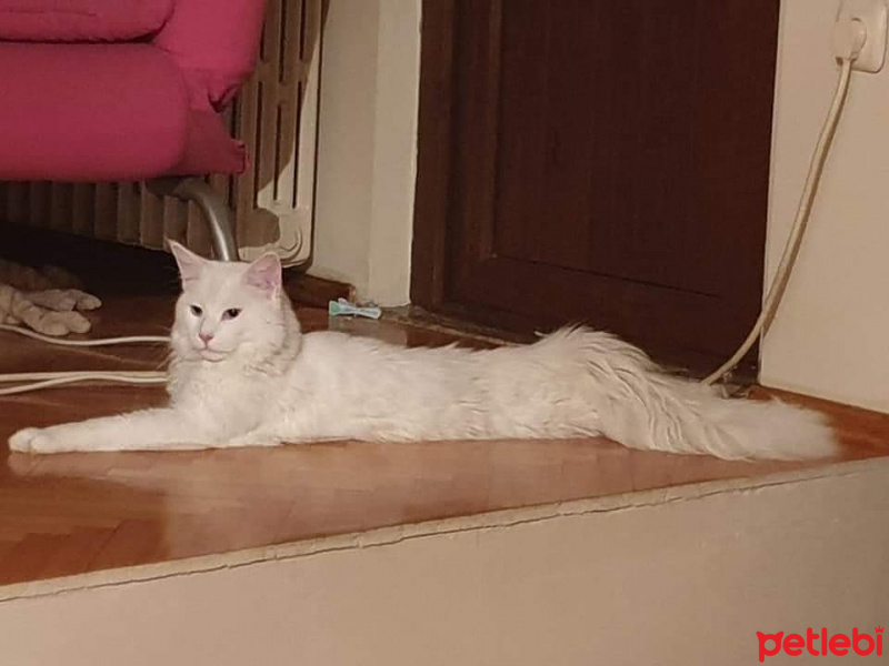 Maine Coon, Kedi  Zeus fotoğrafı
