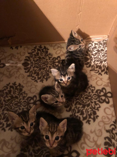 Tekir Kedi, Kedi  ceyki fotoğrafı