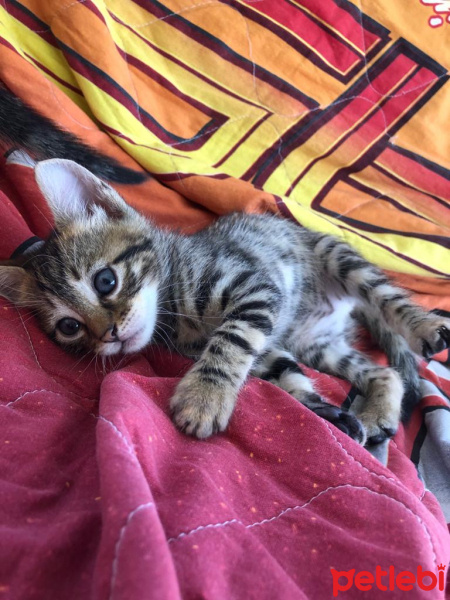 Tekir Kedi, Kedi  ceyki fotoğrafı