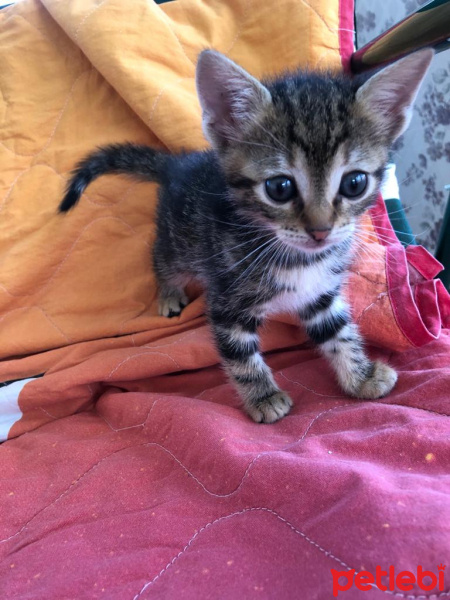 Tekir Kedi, Kedi  ceyki fotoğrafı