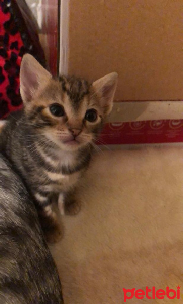 Tekir Kedi, Kedi  ceyki fotoğrafı