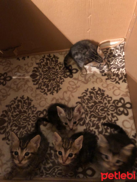 Tekir Kedi, Kedi  ceyki fotoğrafı