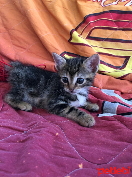 Tekir Kedi, Kedi  ceyki fotoğrafı