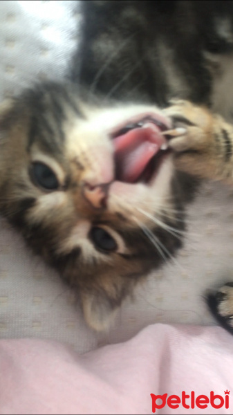 Tekir Kedi, Kedi  ceyki fotoğrafı