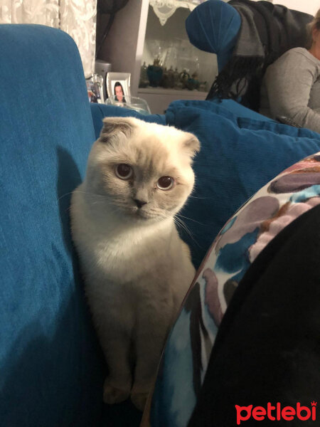 Scottish Fold, Kedi  Şila fotoğrafı