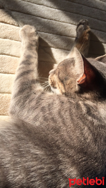 Tekir Kedi, Kedi  Kömür fotoğrafı