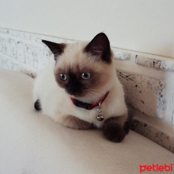 British Shorthair, Kedi  Venüs fotoğrafı