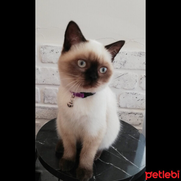 British Shorthair, Kedi  Venüs fotoğrafı