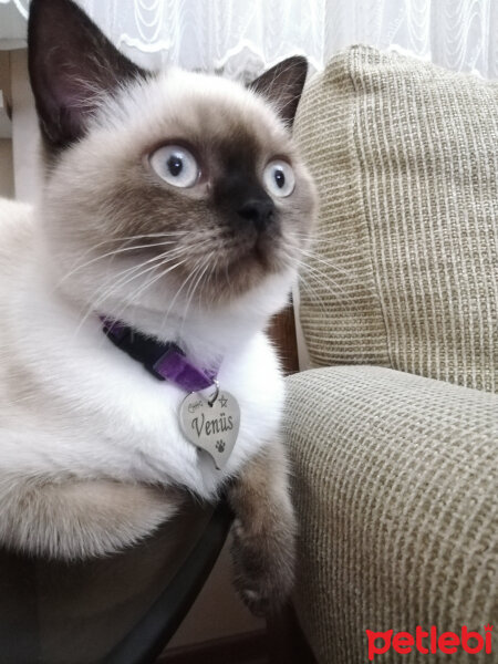 British Shorthair, Kedi  Venüs fotoğrafı