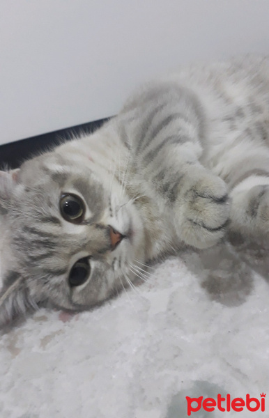 British Shorthair, Kedi  Limon fotoğrafı