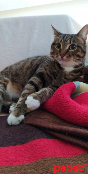 Tekir Kedi, Kedi  Luna fotoğrafı