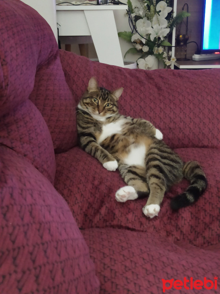 Tekir Kedi, Kedi  Luna fotoğrafı