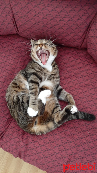 Tekir Kedi, Kedi  Luna fotoğrafı