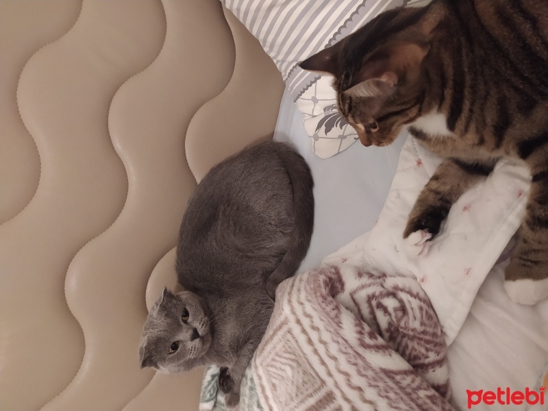 Tekir Kedi, Kedi  Luna fotoğrafı