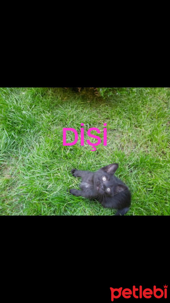 Tekir Kedi, Kedi  Kedi fotoğrafı