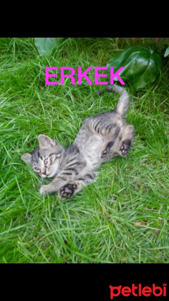 Tekir Kedi, Kedi  Kedi fotoğrafı