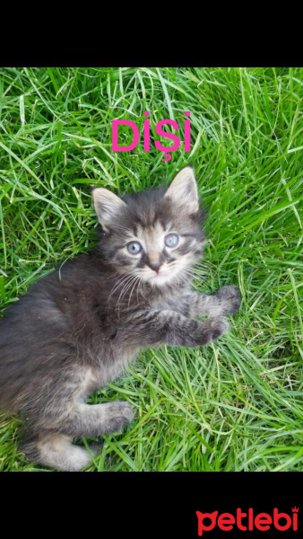 Tekir Kedi, Kedi  Kedi fotoğrafı