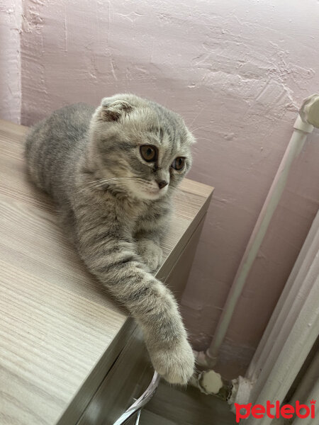 Scottish Fold, Kedi  Cucu fotoğrafı